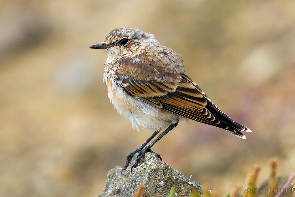 Northern Wheatear | Juvenile