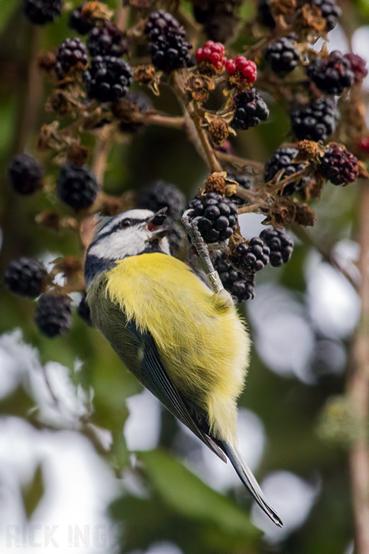 Blue Tit