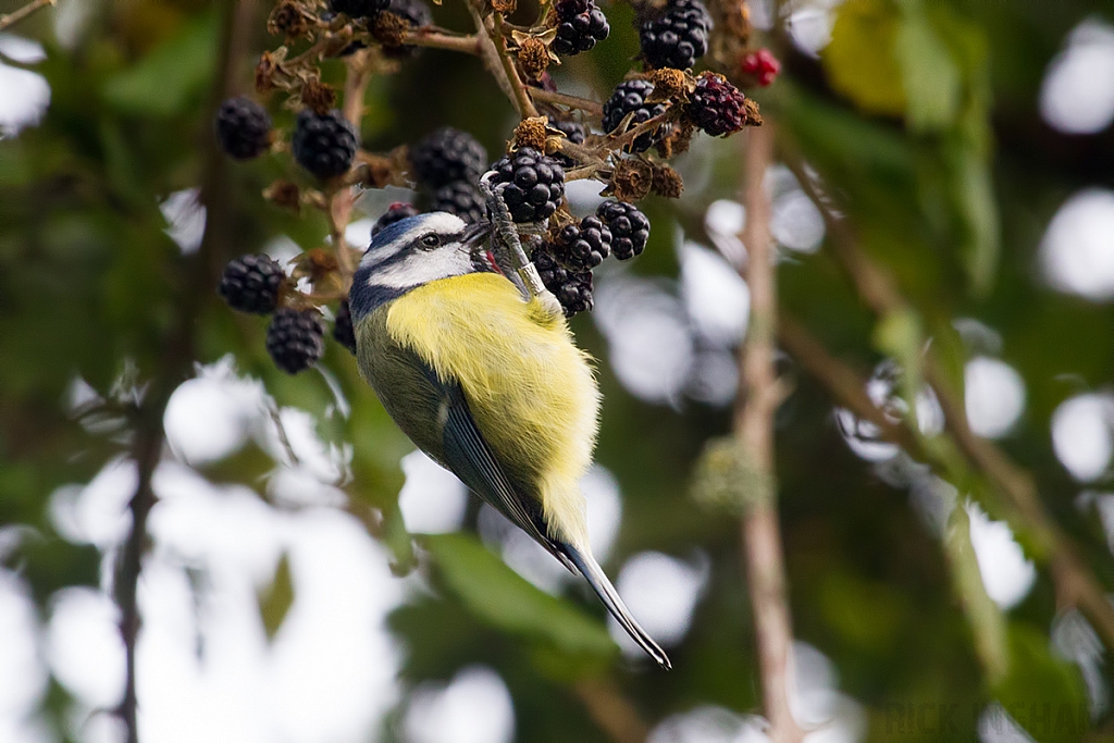 Blue Tit