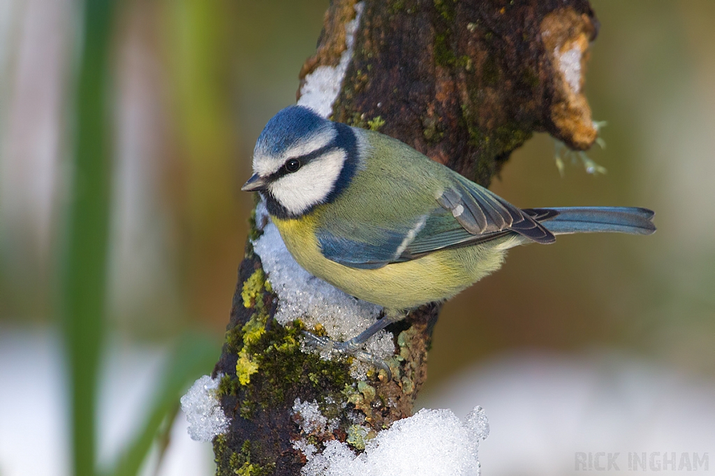 Blue Tit