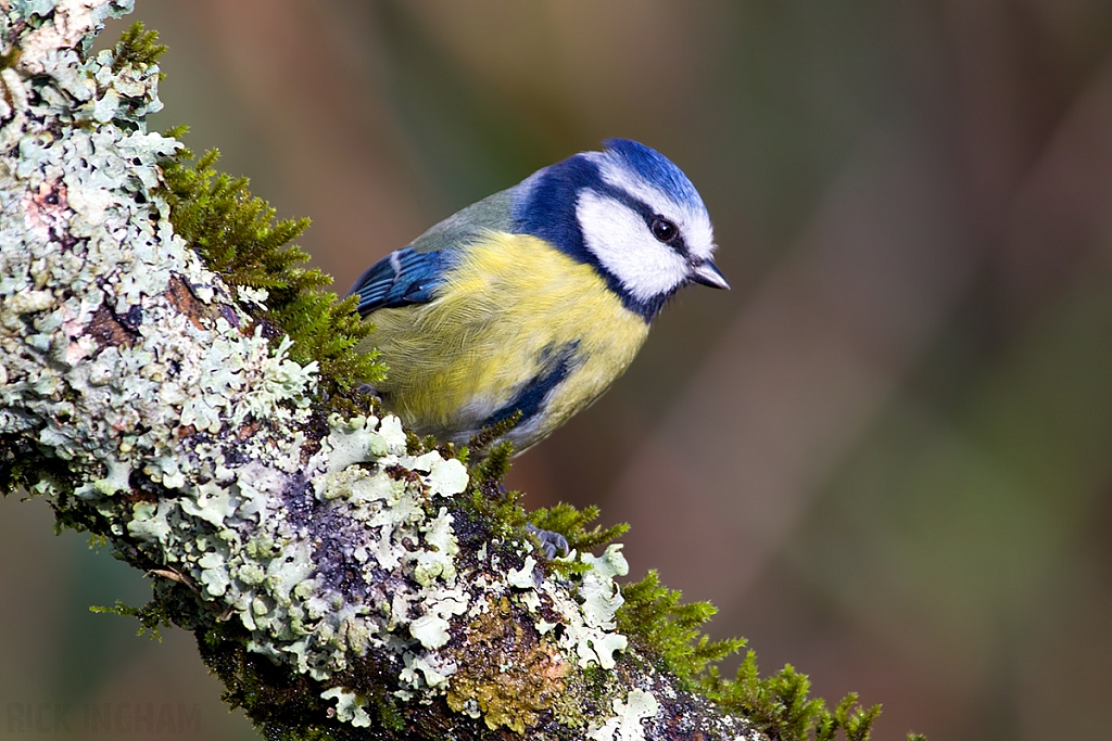 Blue Tit