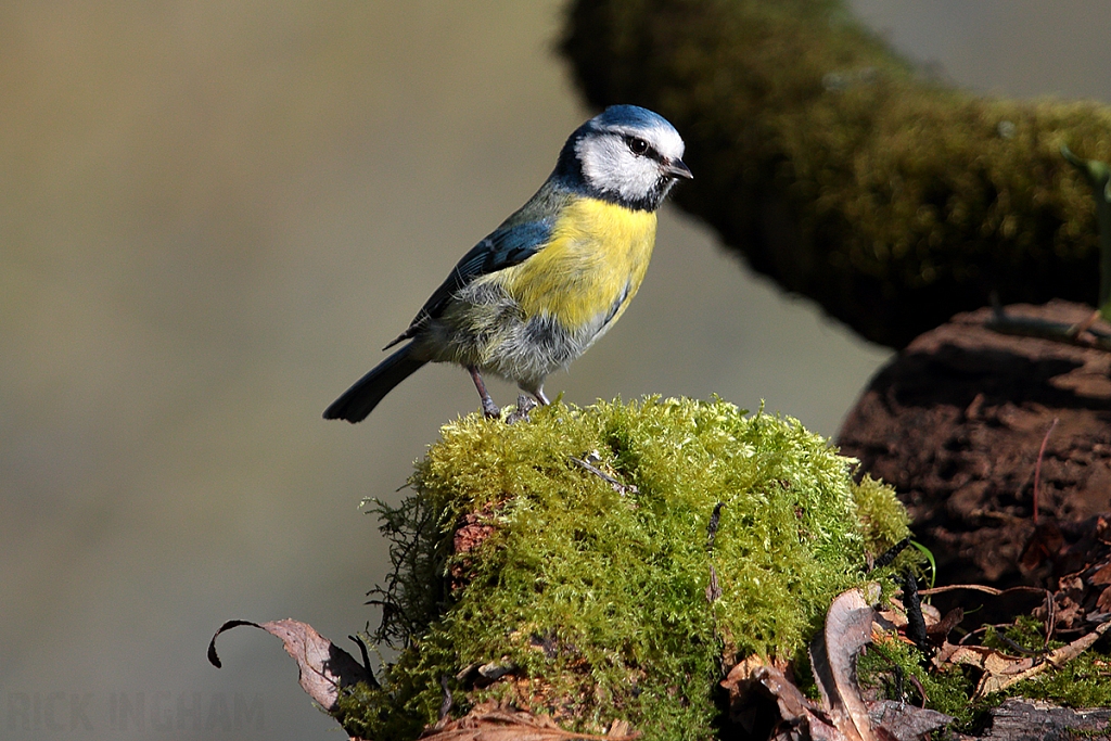 Blue Tit