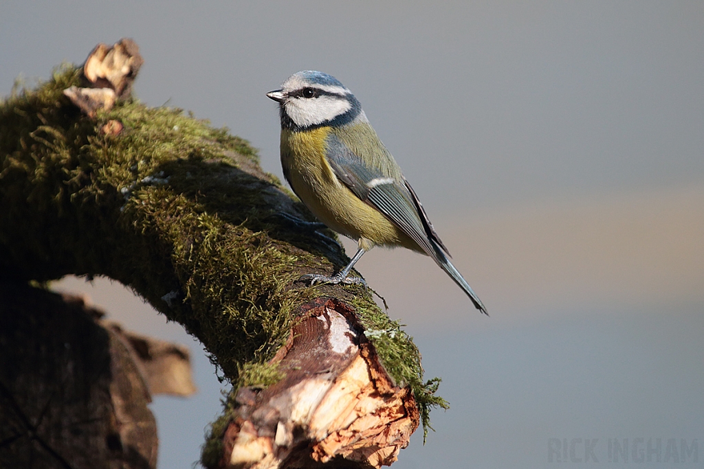 Blue Tit