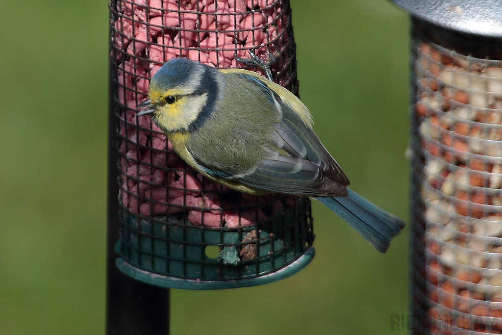 Blue Tit