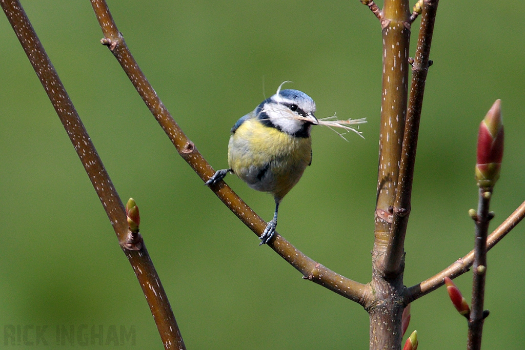 Blue Tit