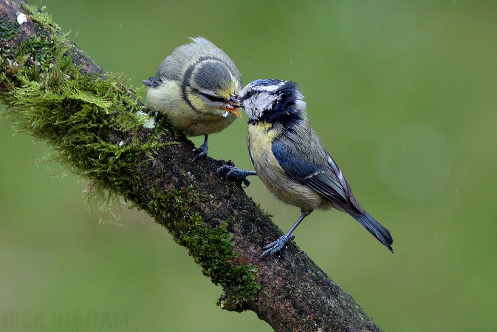 Blue Tit | Juvenile
