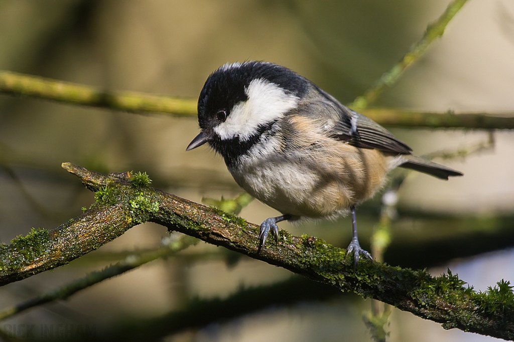 Coal Tit