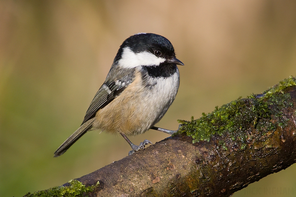 Coal Tit
