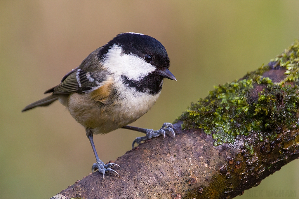 Coal Tit