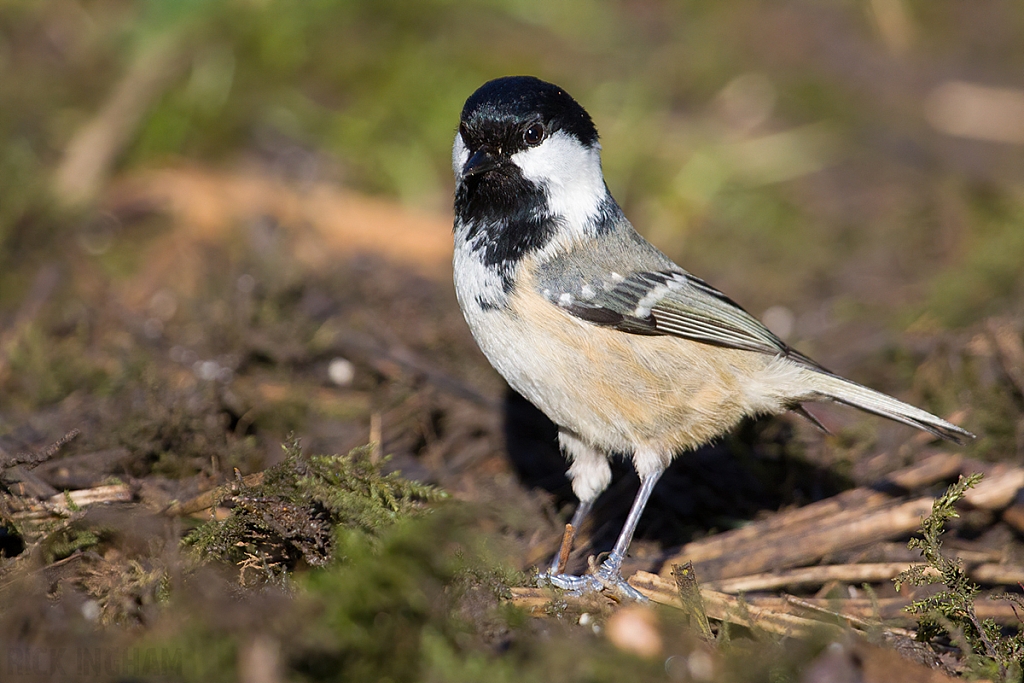 Coal TIt