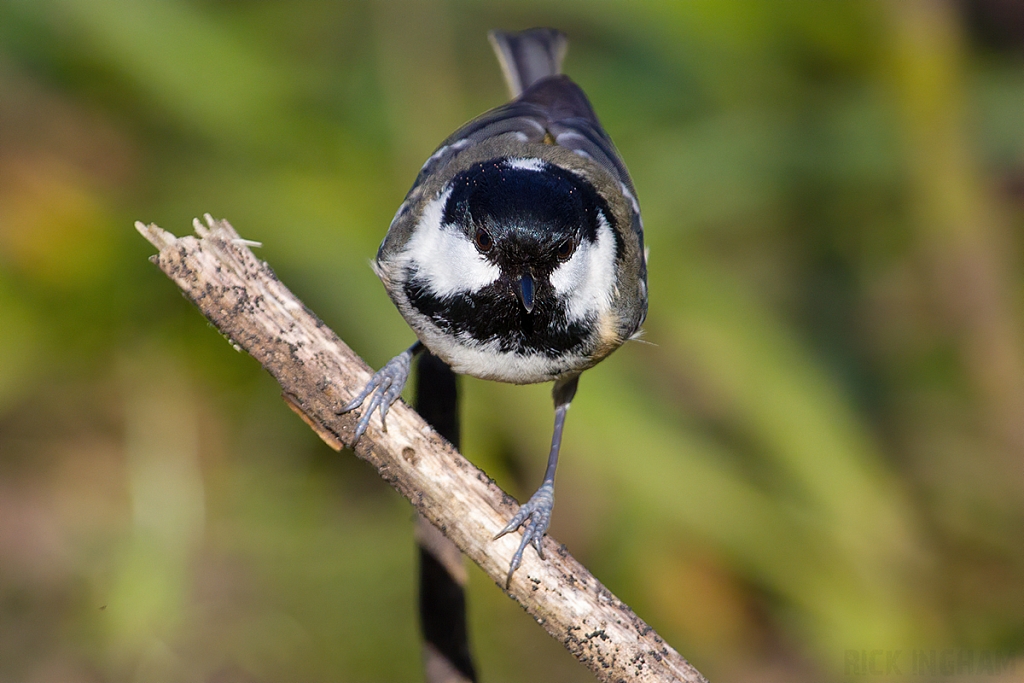 Coal TIt