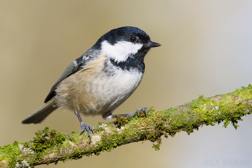 Coal Tit