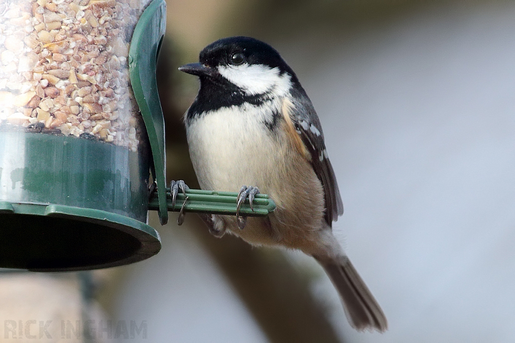 Coal Tit