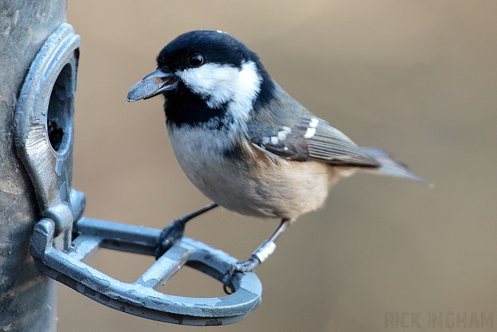 Coal Tit