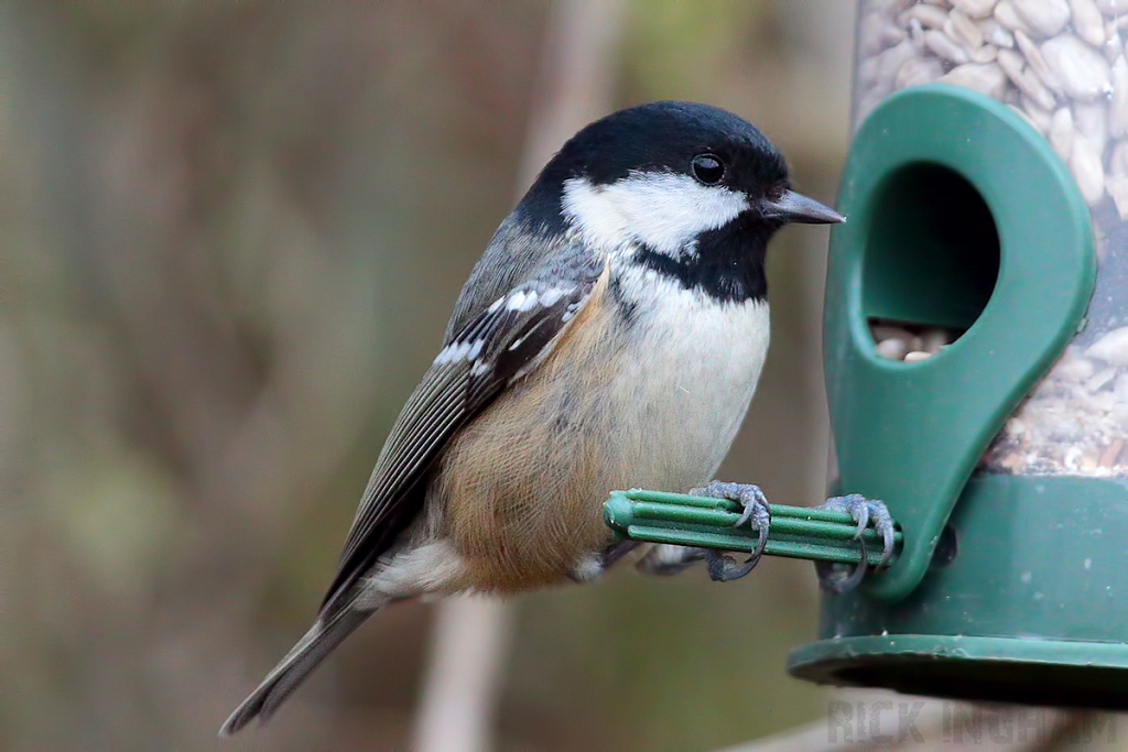 Coal Tit