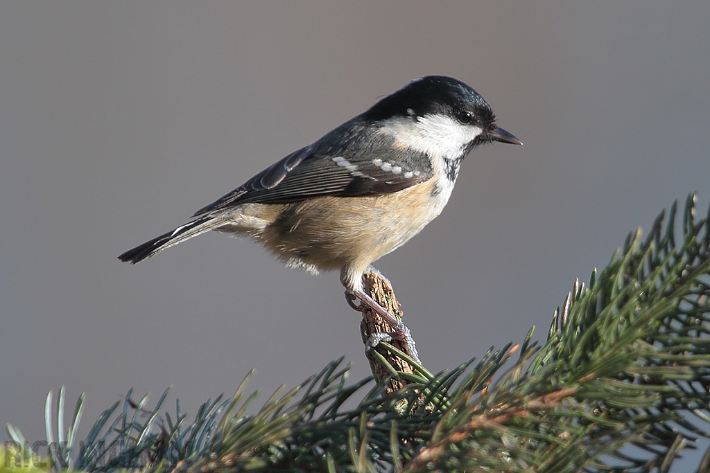 Coal Tit