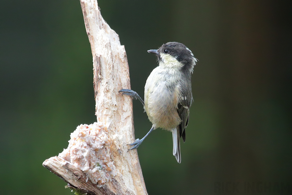 Coal Tit | Juvenile