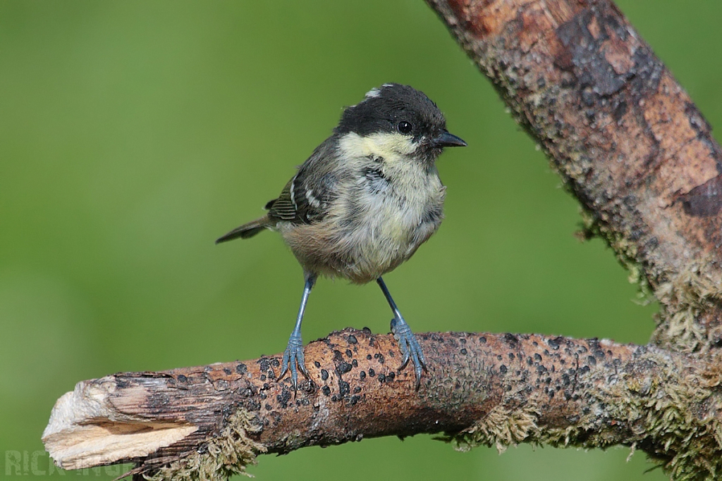 Coal Tit