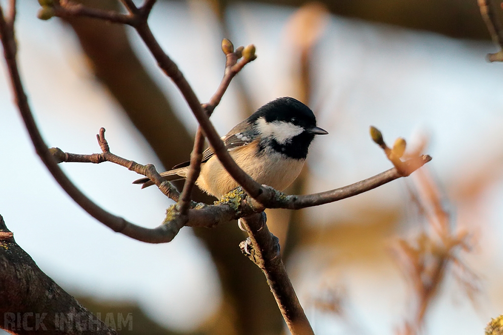Coal Tit