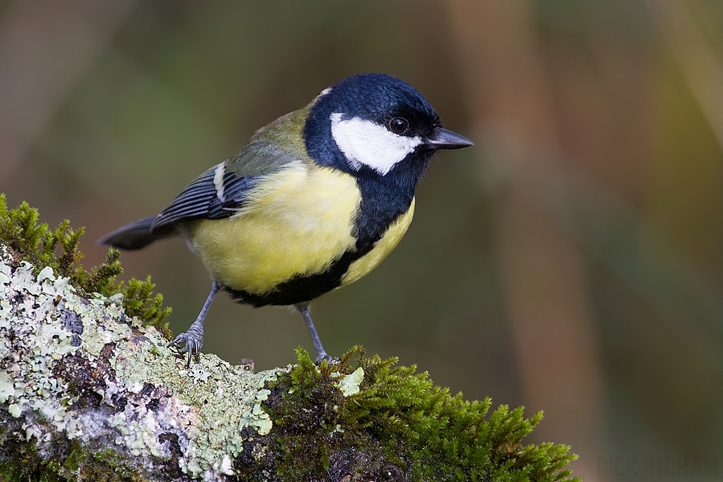 Great Tit