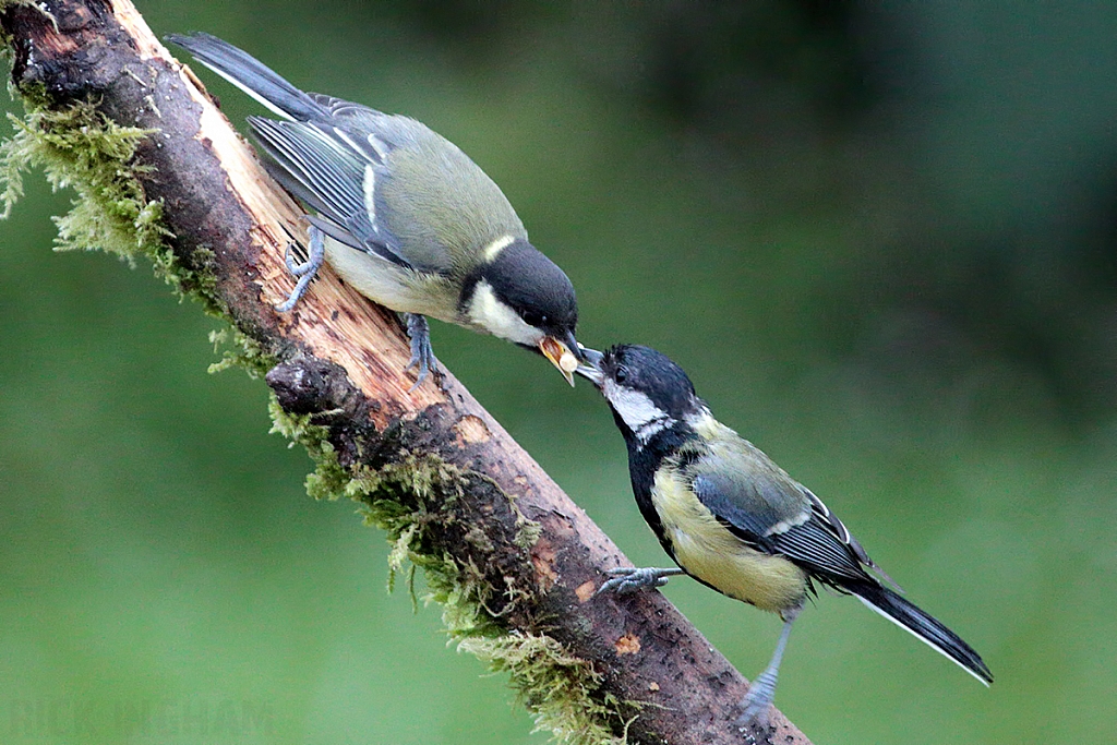 Great Tit | Juvenile