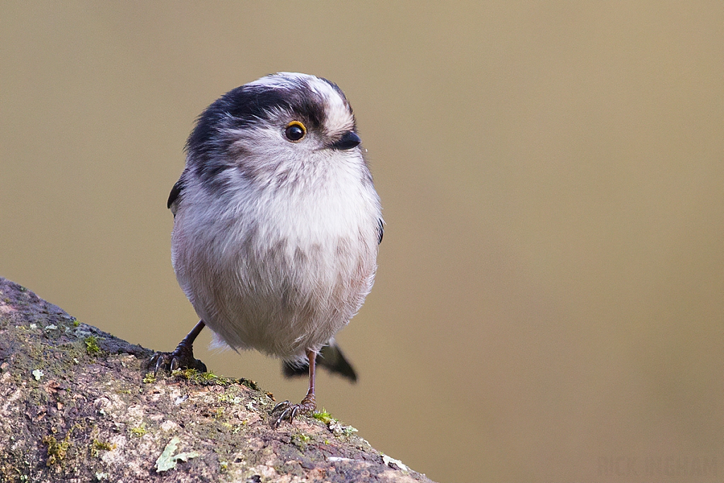 Long Tailed Tit