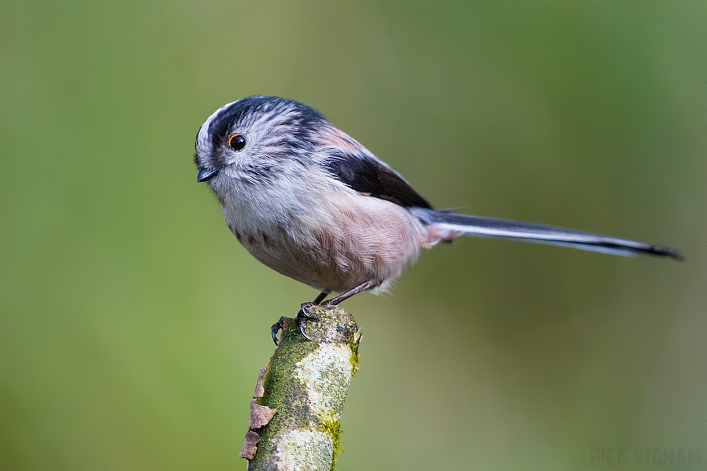 Long Tailed Tit