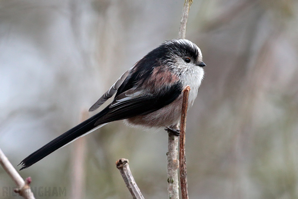 Long Tailed Tit
