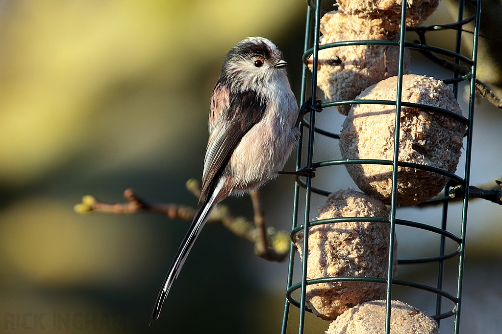 Long Tailed Tit