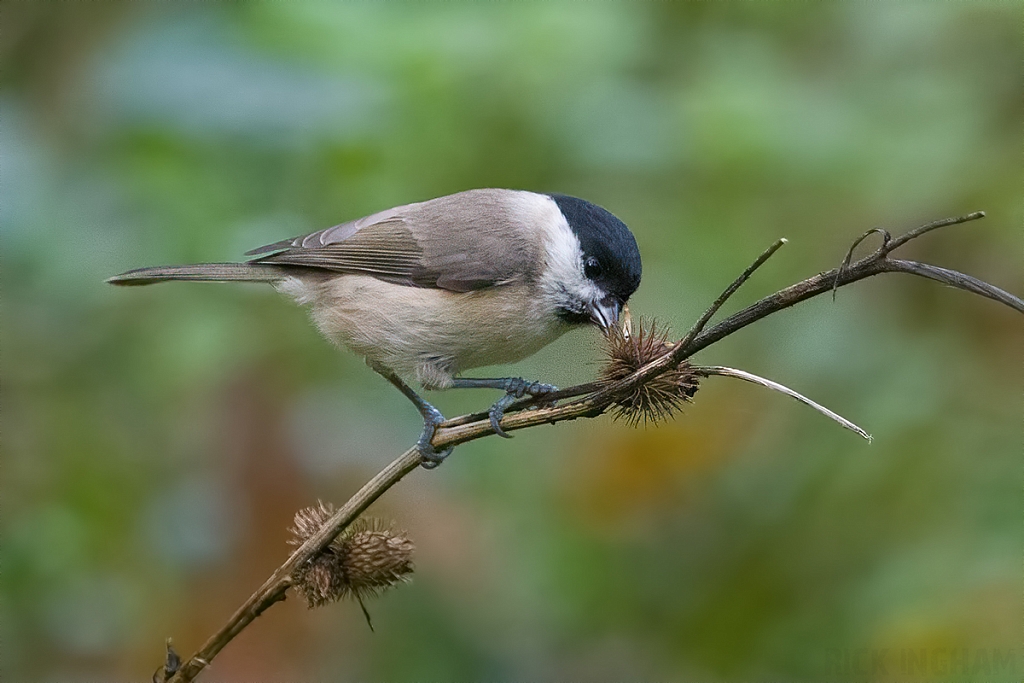 Marsh Tit