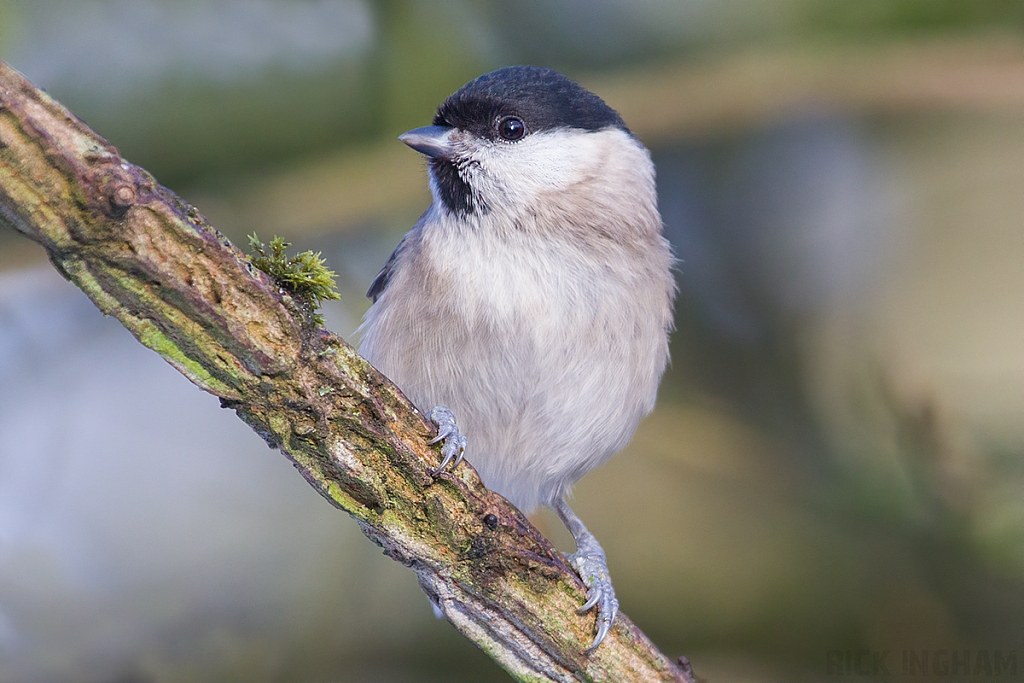 Marsh Tit