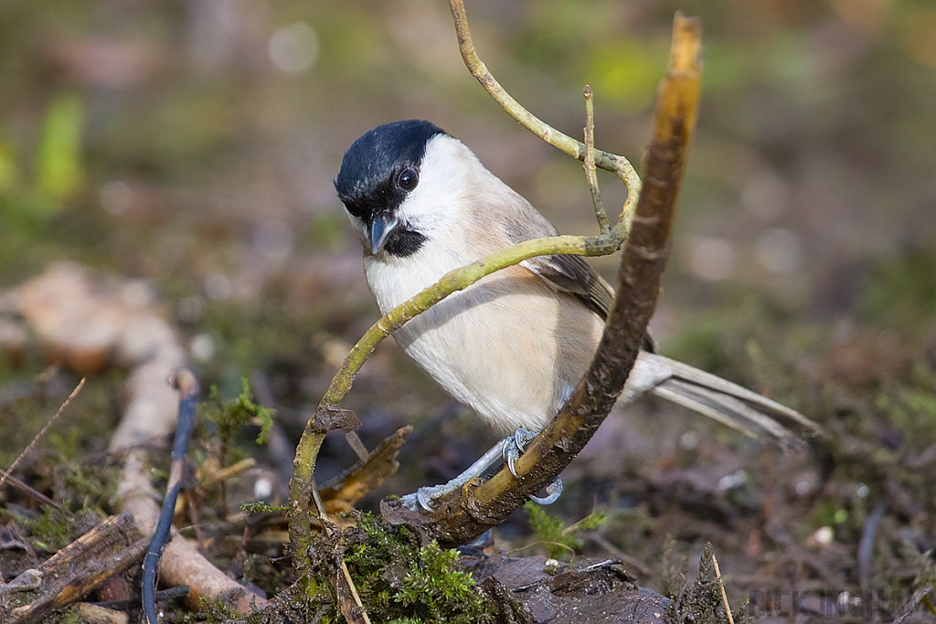 Marsh Tit