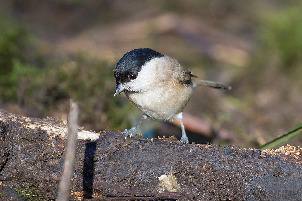 Marsh Tit