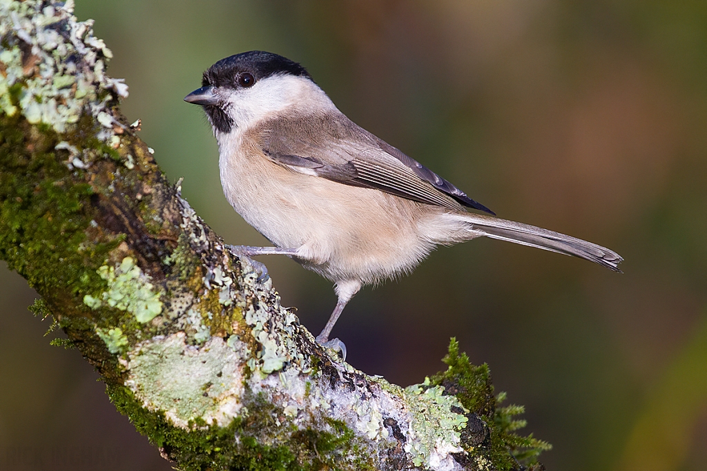 Marsh Tit