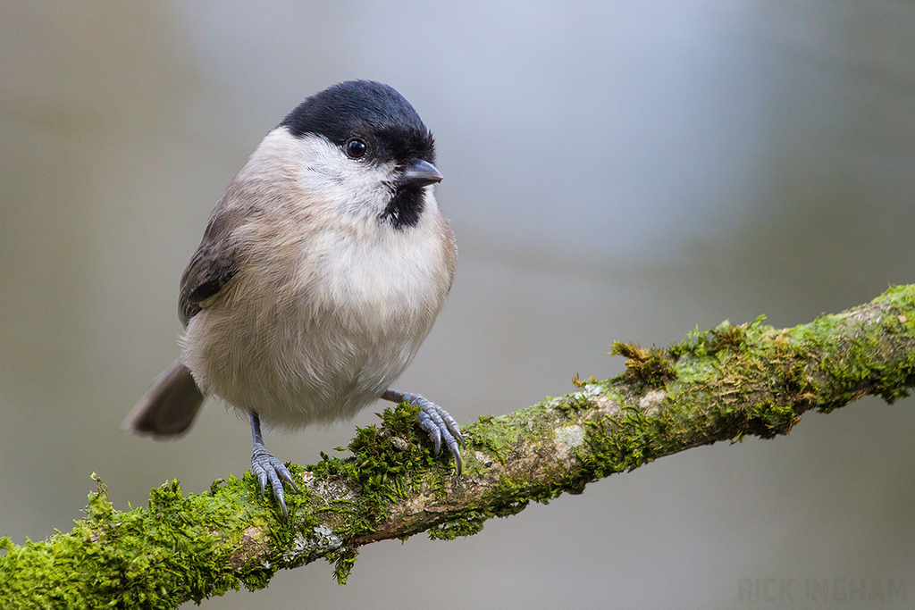 Marsh Tit