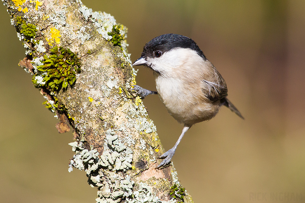 Marsh Tit