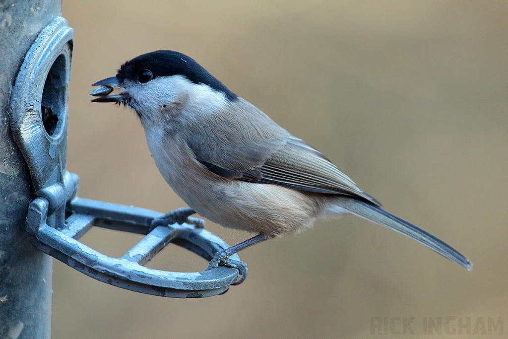 Marsh Tit