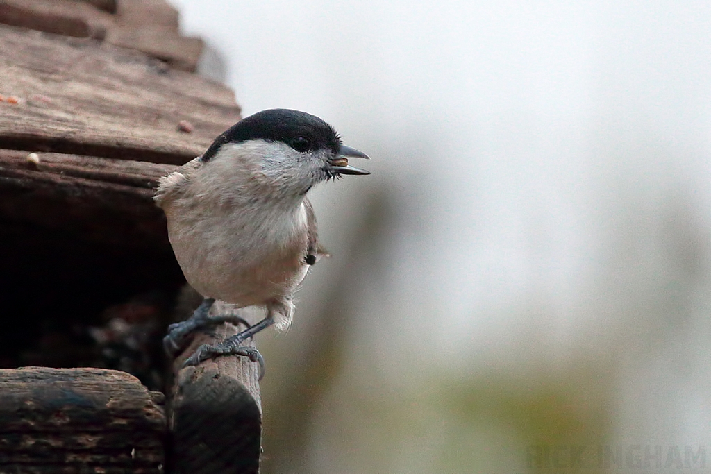Marsh Tit