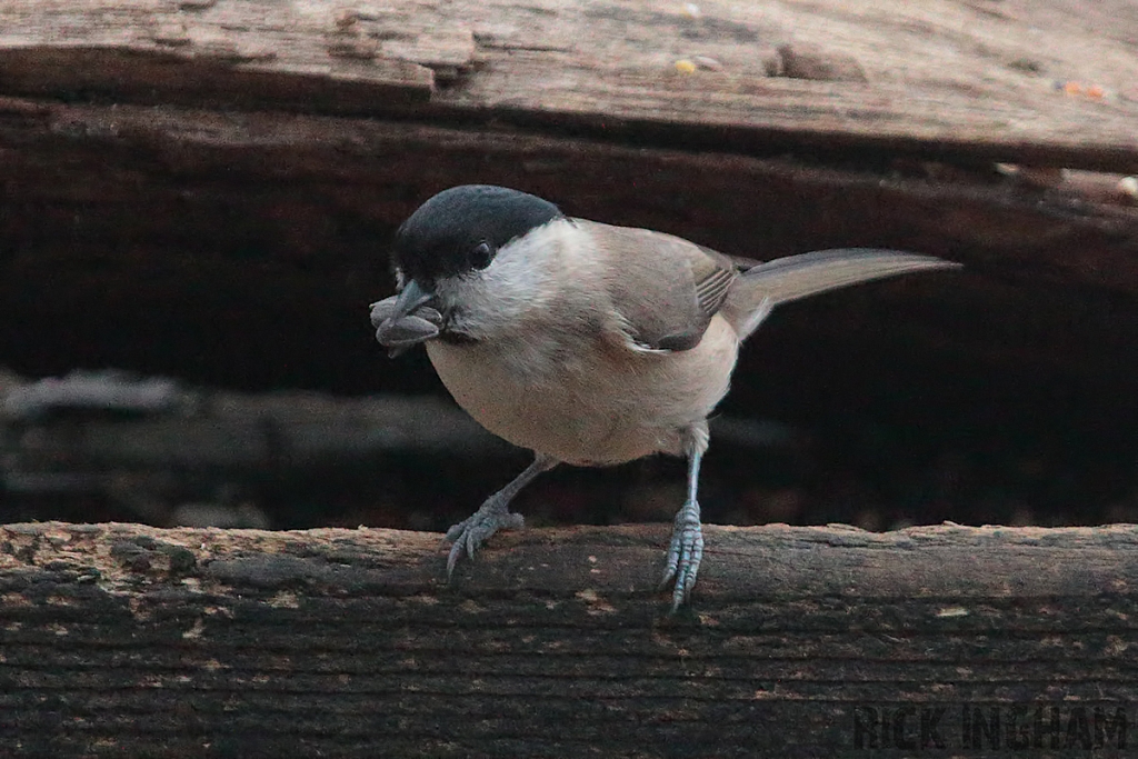 Marsh Tit