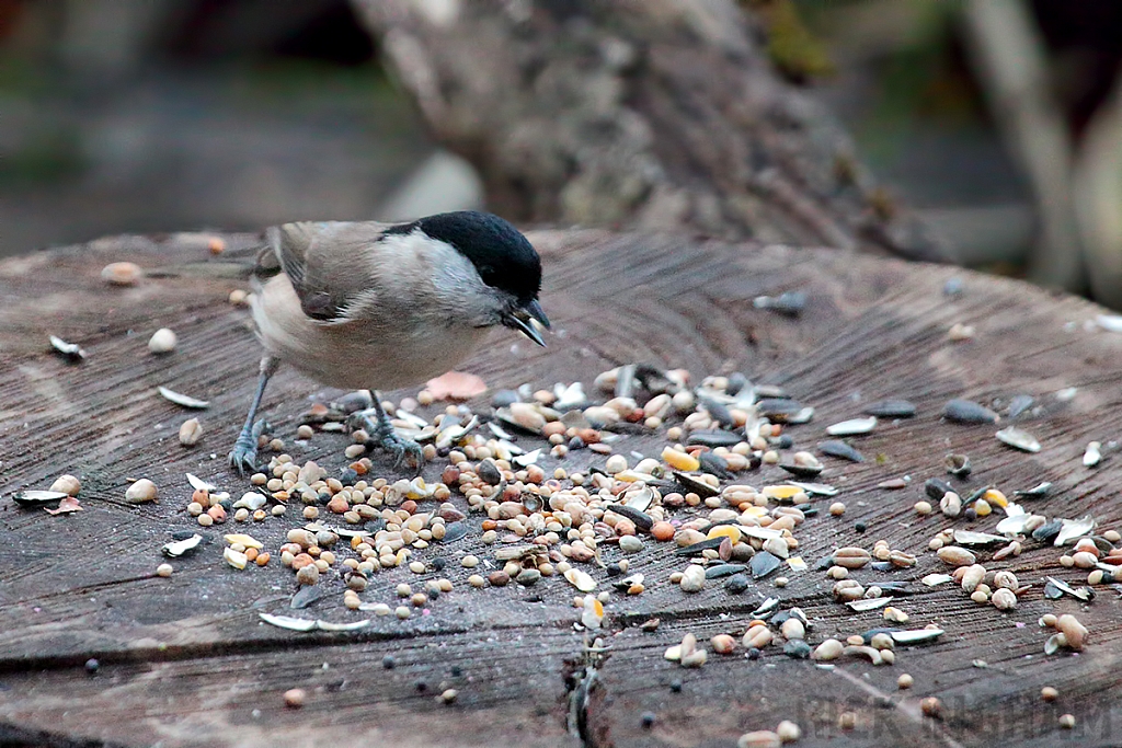 Marsh Tit