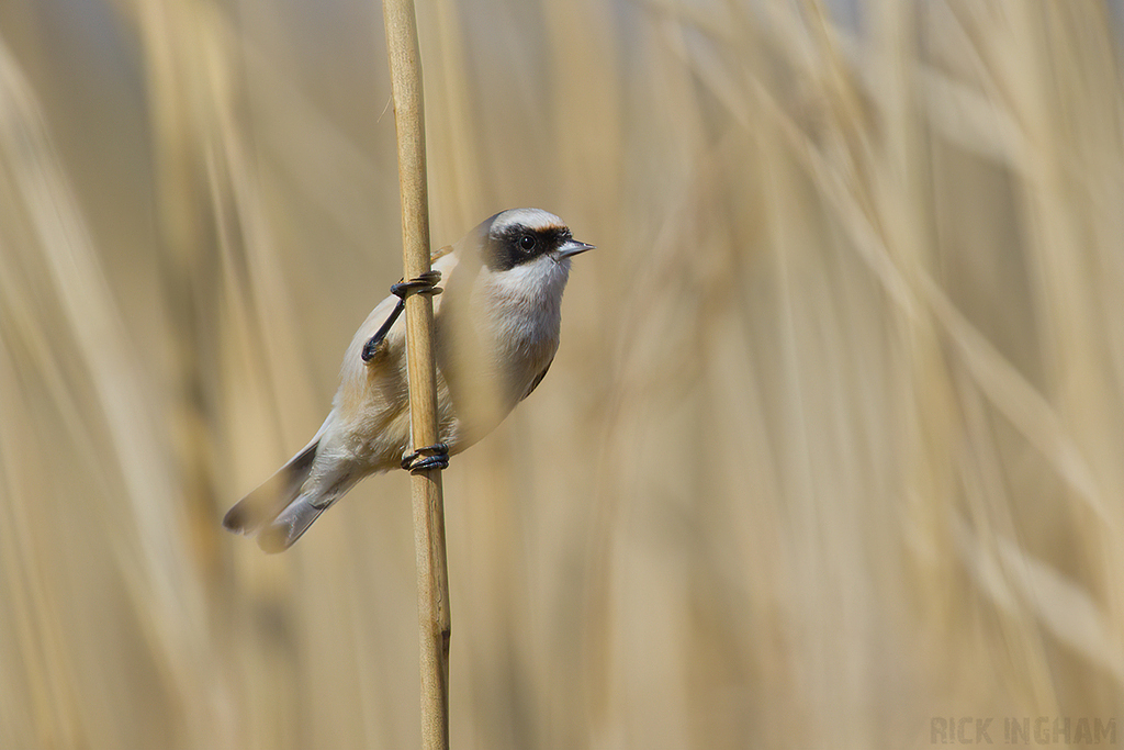 Penduline Tit | Male