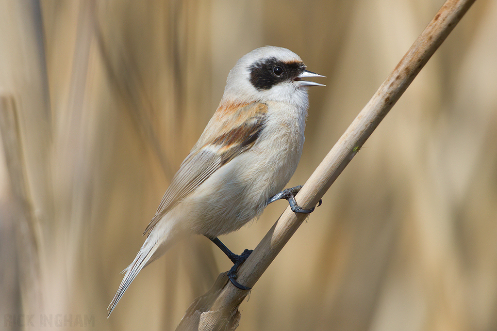 Penduline Tit | Male
