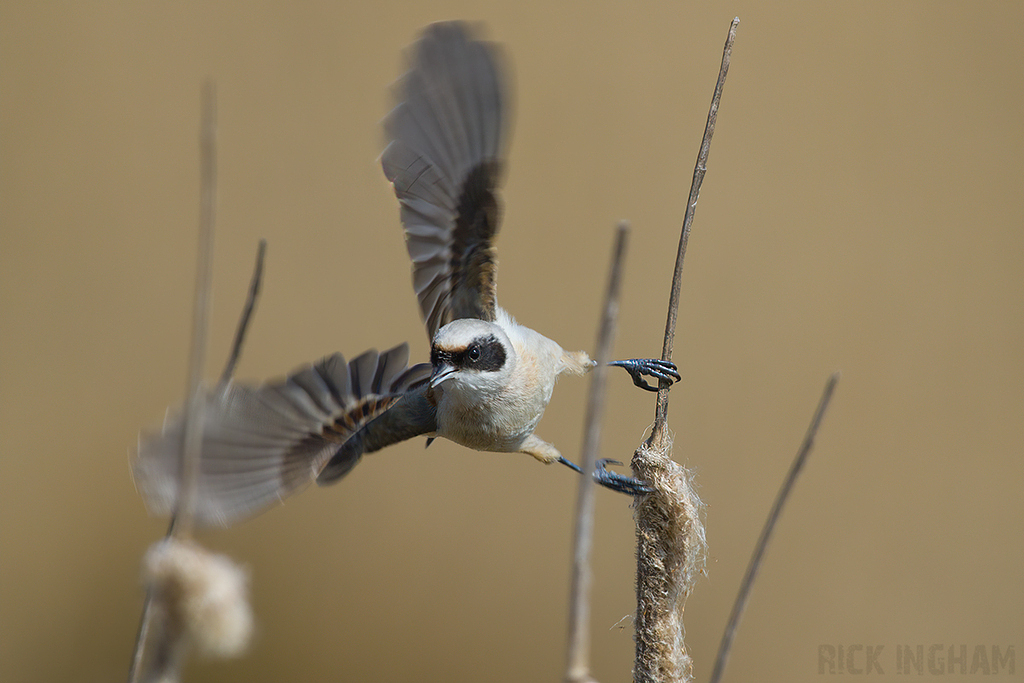 Penduline Tit | Male