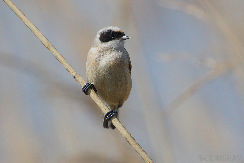 Penduline Tit | Male