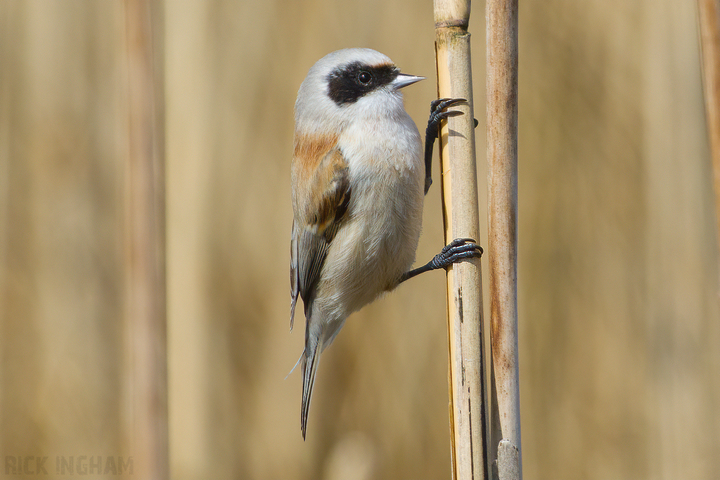 Penduline Tit | Male