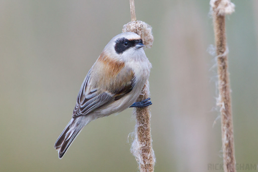 Penduline Tit | Male