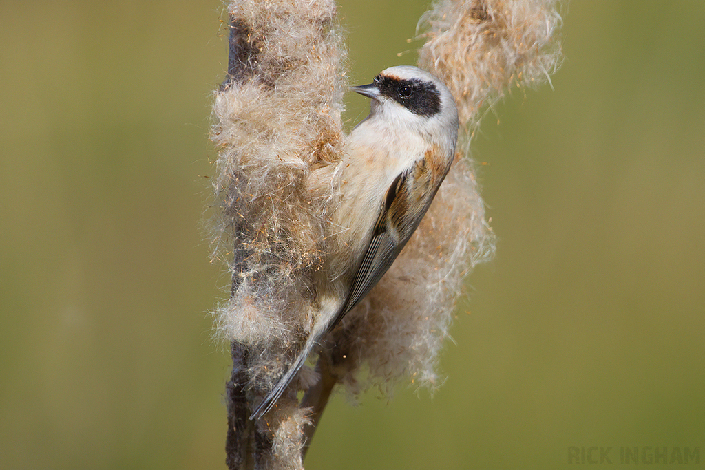 Penduline Tit | Male
