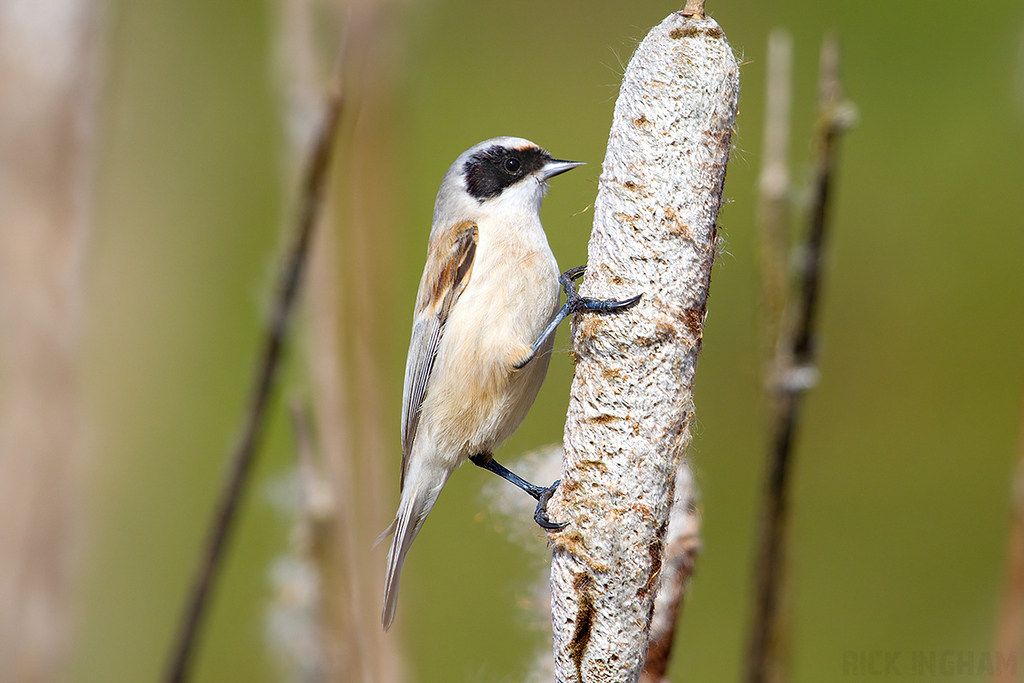 Penduline Tit | Male