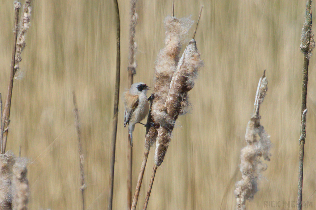 Penduline Tit