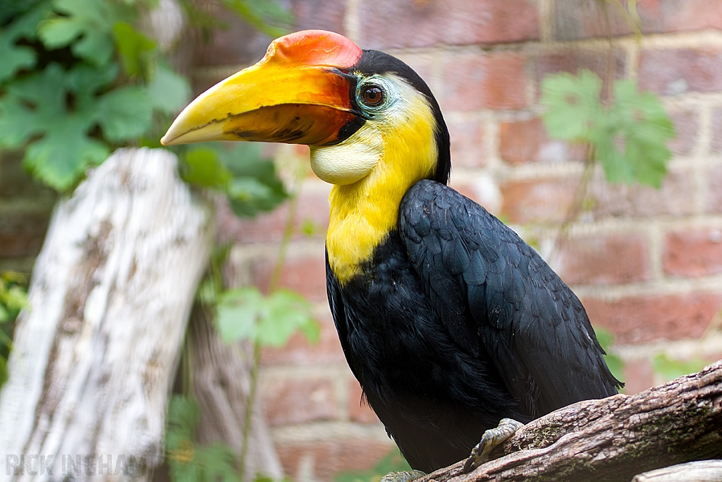 Chestnut Mandibled Toucan